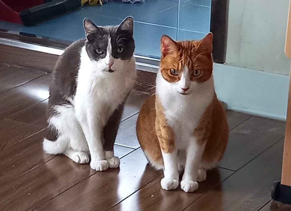 Melón y Piolín